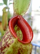 Nepenthes mirabilis x ampullaria 3
